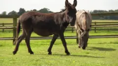 गधे
