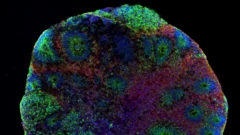 Foto feita por microscópio mostra uma estrutura circular de um organoide com três cores: verde, azul e vermelho.