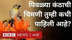 चिमणी