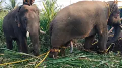 யானை