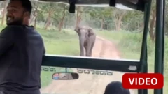 காணொளி: சுற்றுலா ஜீப்பை ஆக்ரோஷமாக விரட்டிய யானை