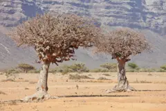 Waxaa jira laba waji oo muhiim u ah mashruuca, sida uu qabo Professor Binghe Wang oo ka mid cilime baarista.