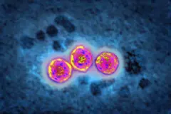 Гепатит Б вирусу