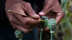 ဘိန်းဖြူစိုက်ပျိုးမှု