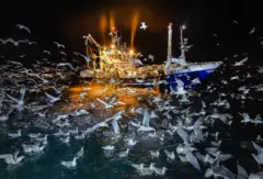Bando de gaivotas se reúne em volta de uma traineira de pesca à noite no Oceano Atlântico, com céu totalmente preto, exceto pelo brilho das luzes do barco