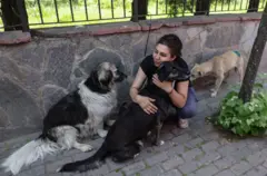 köpekler ve onlara sarılan bir kadın 