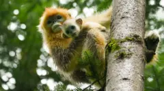 Dois macacos-dourados-de-nariz-arrebitado, mãe e filhote, pendurados em uma árvore