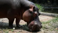 Um hipopótamo na Colômbia