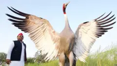 సారస్ కొంగ