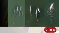 ही डॉल्फिन अनेक दिवस आपल्या मृत बाळाला घेऊन पोहत राहिली...