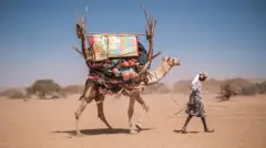 A camel walking through a sandy desert with blue skies and dried vegitation in the background, loaded with goods and being led by a man who is looking at the ground.