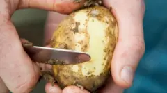 سړی کچالو سپینوي