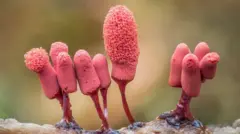 Organismos de moho deslizantes rosados con cabezas que brotan como una esponja