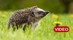 ముళ్లపందులు