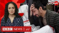 سیربین