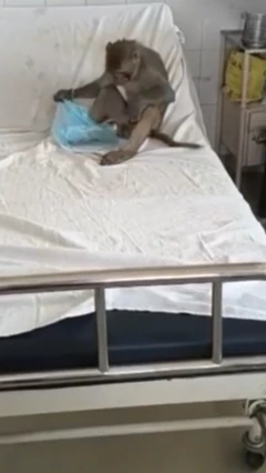 குரங்கு