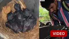 சிட்டுக் குருவி