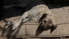 Sokak köpeği sokağa bırakılmış bir yatağın üzerinde yatıyor.