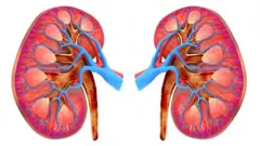 ఆరోగ్యం, కిడ్నీలు, మూత్రపిండాలు, లాన్సెట్ అధ్యయనం