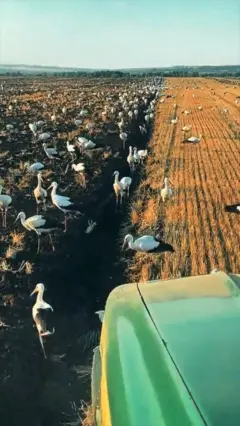 Сотні лелек зібралися на полі під час оранки
