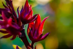 Hibisco em botão de cor vermelho e rosa intenso em primeiro plano, com fundo verde desfocado