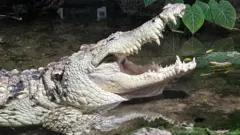 Juancho en su jaula del acuario de Dallas.