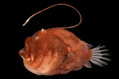 Kalluunka loo yaqaano Angler Fish