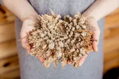 Selaginella lepidophylla 