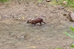 川の中のドワーフシカ