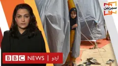 سیربین