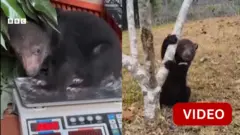 மூன் கரடி