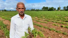 ગુજરાતમાં ખેતી, પાકના ઢોરનો ત્રાસ, ખેતી, ઑર્ગેનિક ખેતી, સુરેન્દ્રનગર, બીબીસી ગુજરાતી, કથળીનું વાવેતર