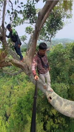 Bertaruh nyawa memburu madu hutan di pohon tinggi tanpa pengaman