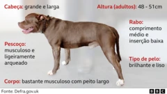 Detailed chart of American Bully XL characteristics