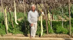 ખેતી, હરિયાણા, દૂધી, ખેડૂત, કિચન ગાર્ડન, બીબીસી ગુજરાતી