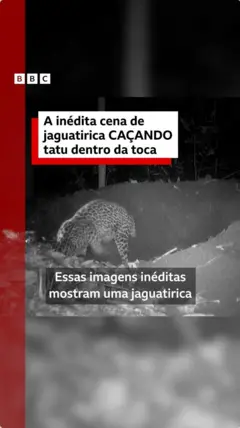 Print do primeiro frame do vídeo, mostra uma jaguatirica predando um filhote de tatu-canastra