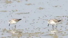 ရေညှောင့်နှုတ်ဝိုင်းငှက် 