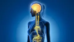 ہمارے جسم میں موجود مرکزی شاہراہ جس کی مدد سے آپ ذہنی سکون حاصل کر سکتے ہیں