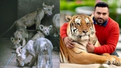 பாகிஸ்தான்: சிங்கம், புலிகளை வளர்த்து, விற்க தனி பண்ணை - வனத்துறை சோதனையில் என்ன நடந்தது?