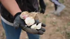 Homem com luvas pretas mostra duas cabeças de alho na mão direita