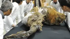Des chercheurs autour d'un animal