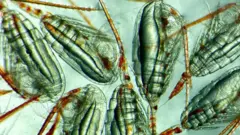 Copépodes vistos pelo microscópio