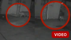 நீலகிரி: வீட்டின் முன் இருந்த நாயை கவ்விச் சென்ற சிறுத்தை