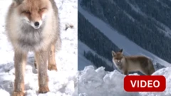 இமாலய செந்நரி