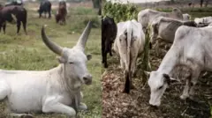 Awọn maalu funfun to n jẹ oko ati maalu funfun kan to sun silẹ