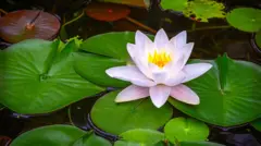 বাংলাদেশের জাতীয় ফুল শাপলা