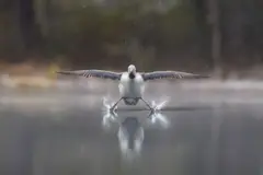 Um mergulhão-de-garganta-vermelha pousa na água com as pernas e as asas totalmente abertas