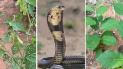 పాములు, మొక్కలు 