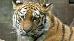 डॅनिश प्राणिसंग्रहालय - वाघ 