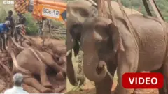 கோவை, யானை, இறப்பு